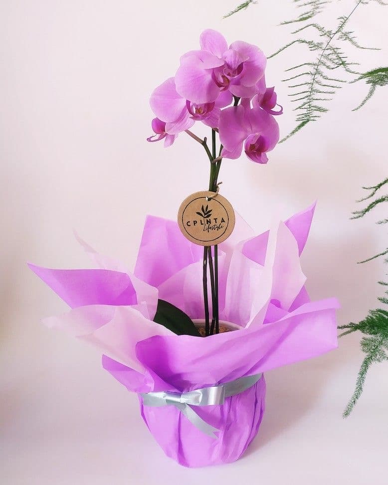 Ramo destacado en Pachuca