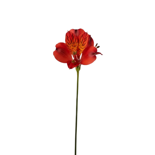 Astromelia roja