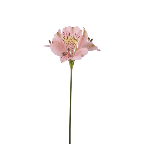 Astromelia rosa