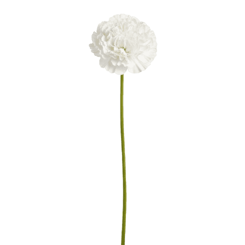 Clavel blanco