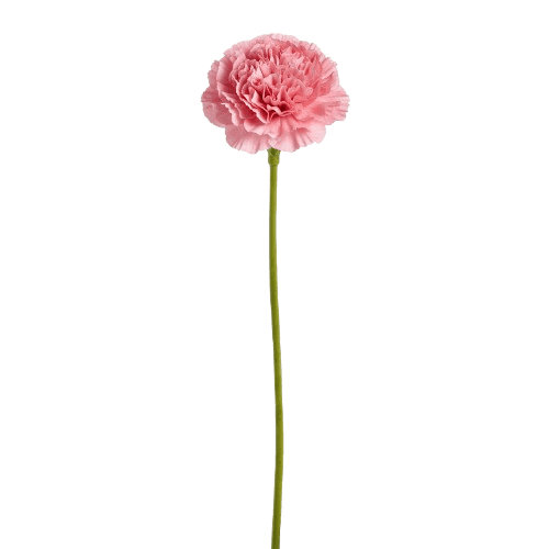 Clavel rosa