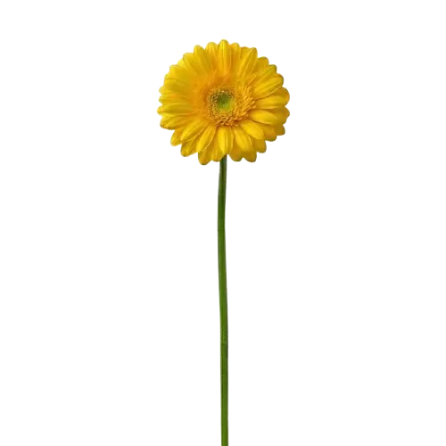 Gerbera amarilla