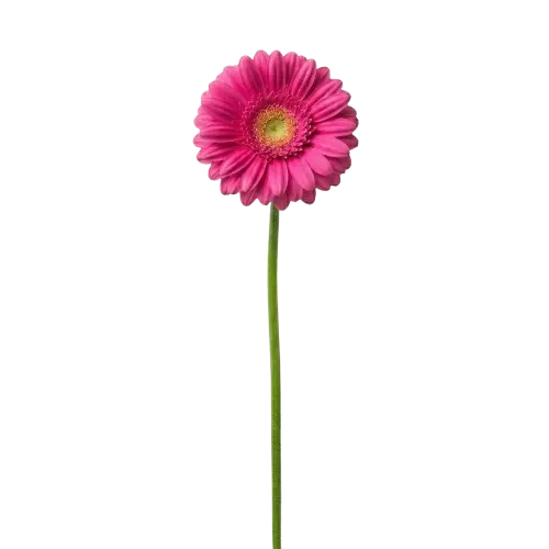 Gerbera rosa