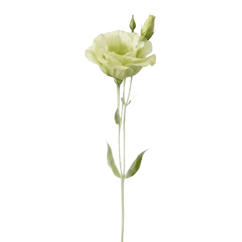 Lisianthus verde