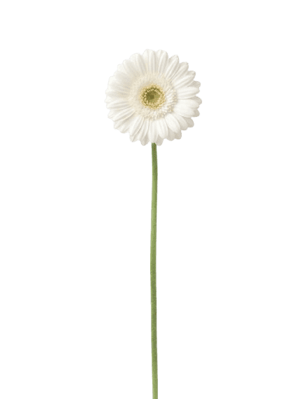 Mini gerbera blanca