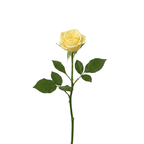 Mini rosa amarilla