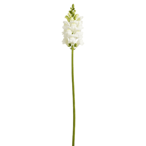Perrito blanco