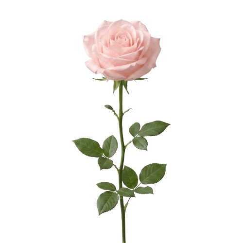 Rosa novia rosa