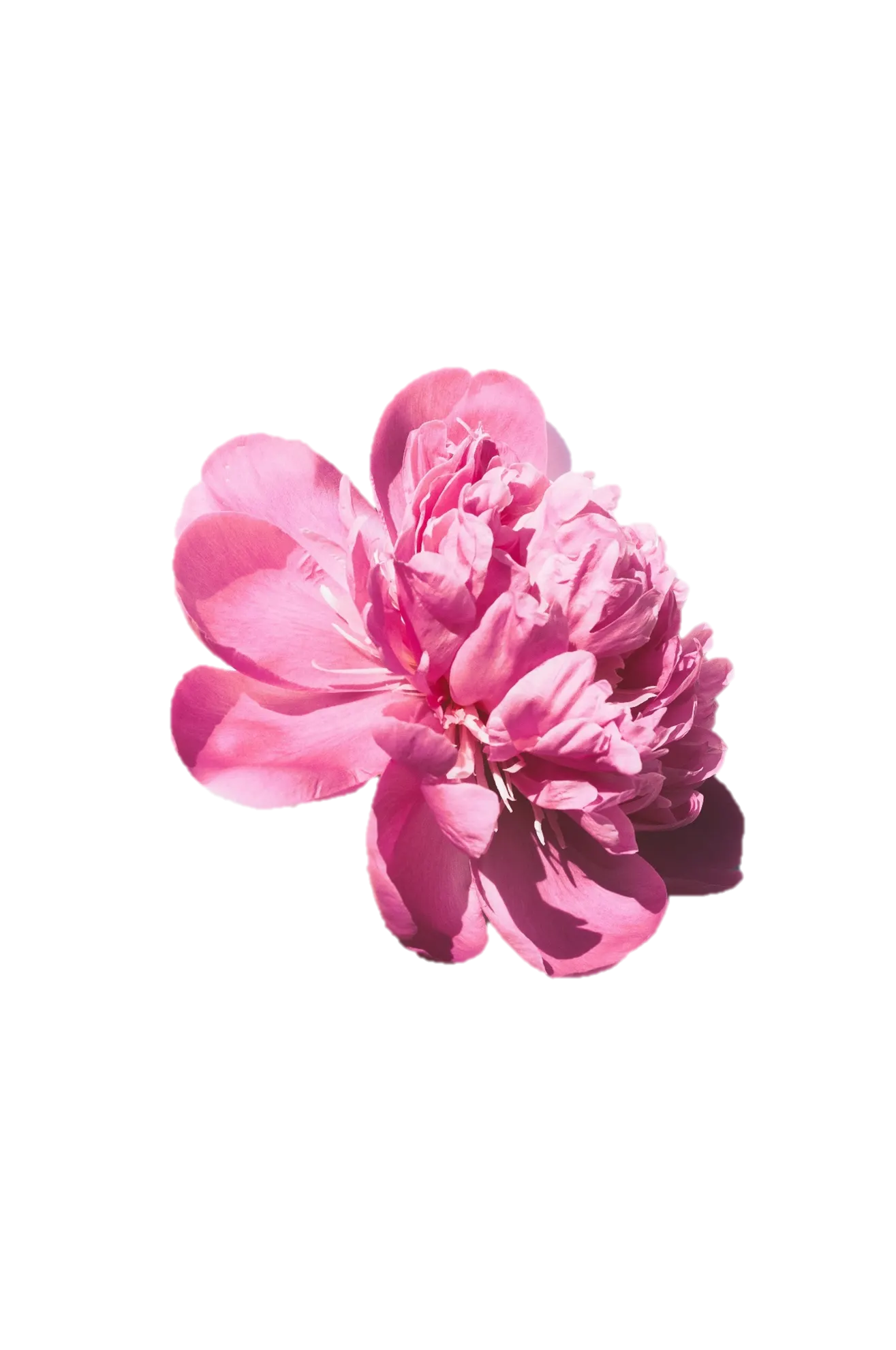 Decoración floral