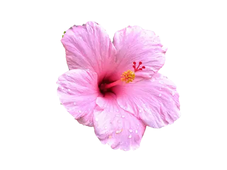 Decoración floral