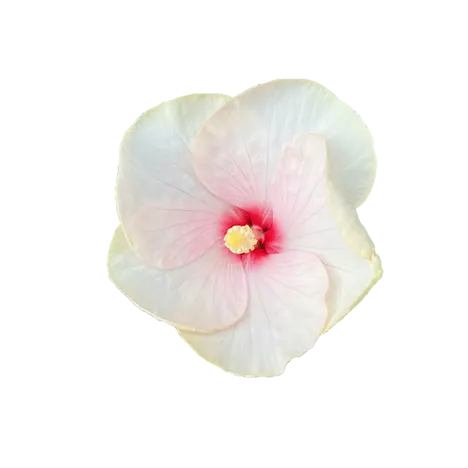 Decoración floral