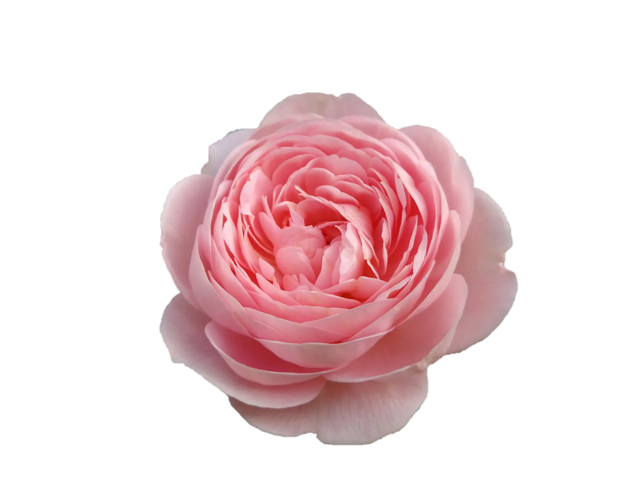 Decoración floral