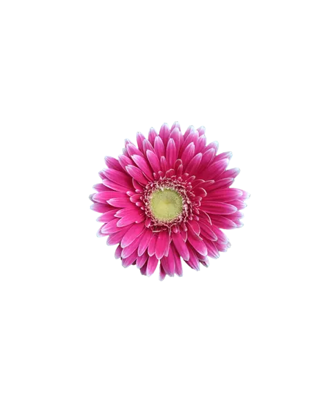 Decoración floral