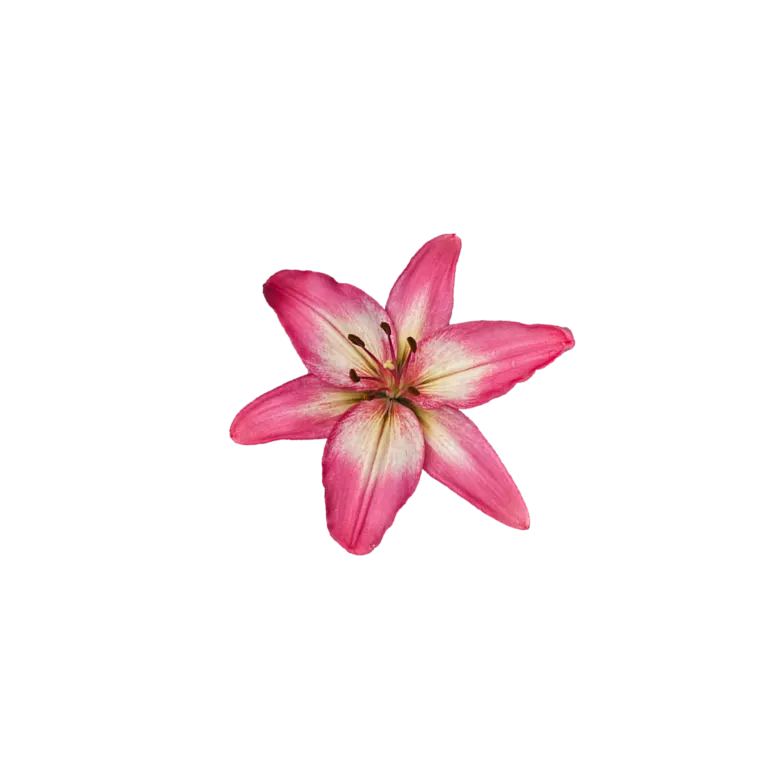 Decoración floral
