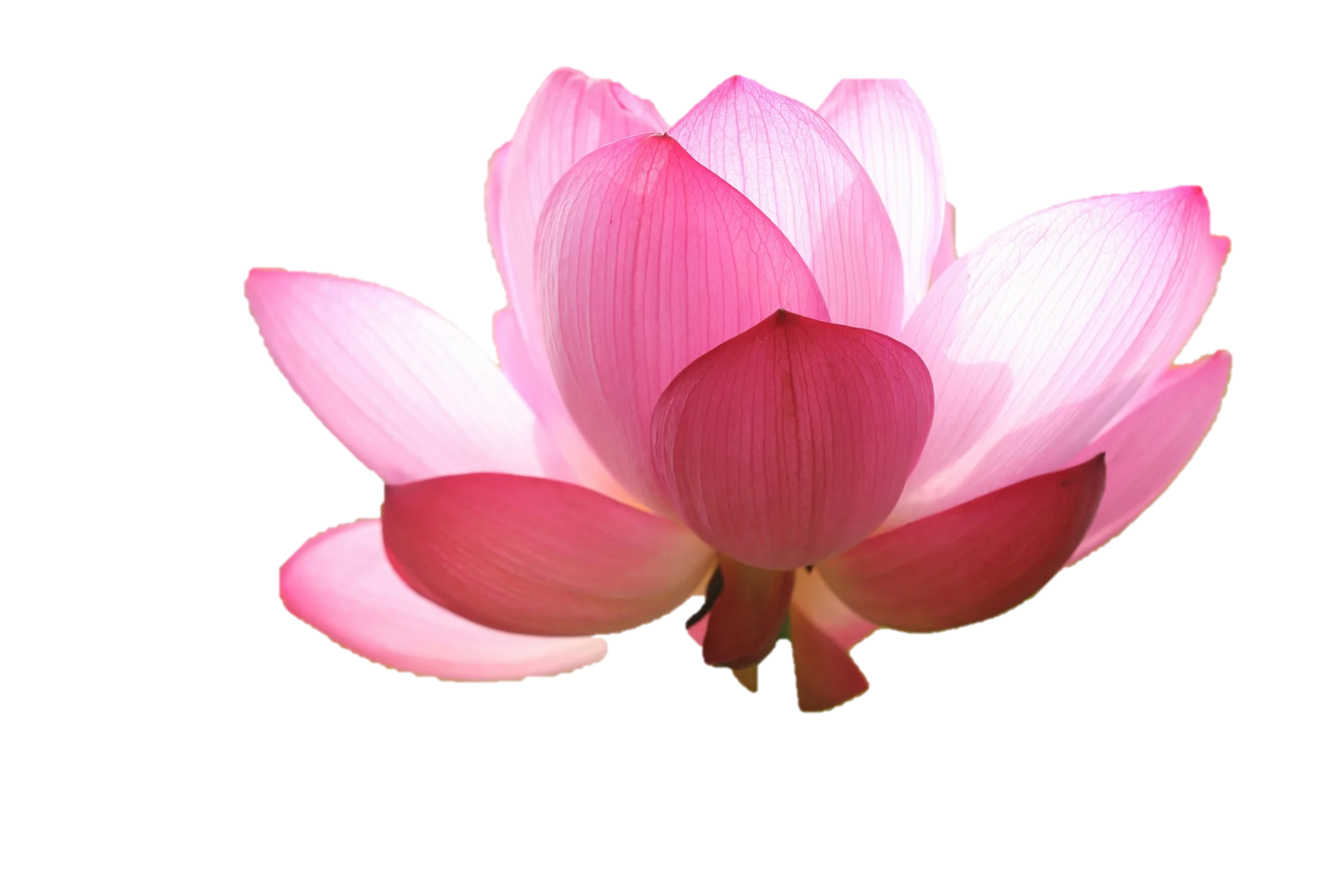 Decoración floral