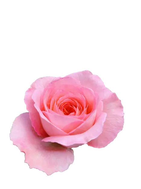 Decoración floral