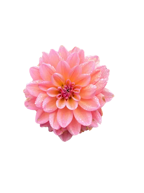 Decoración floral