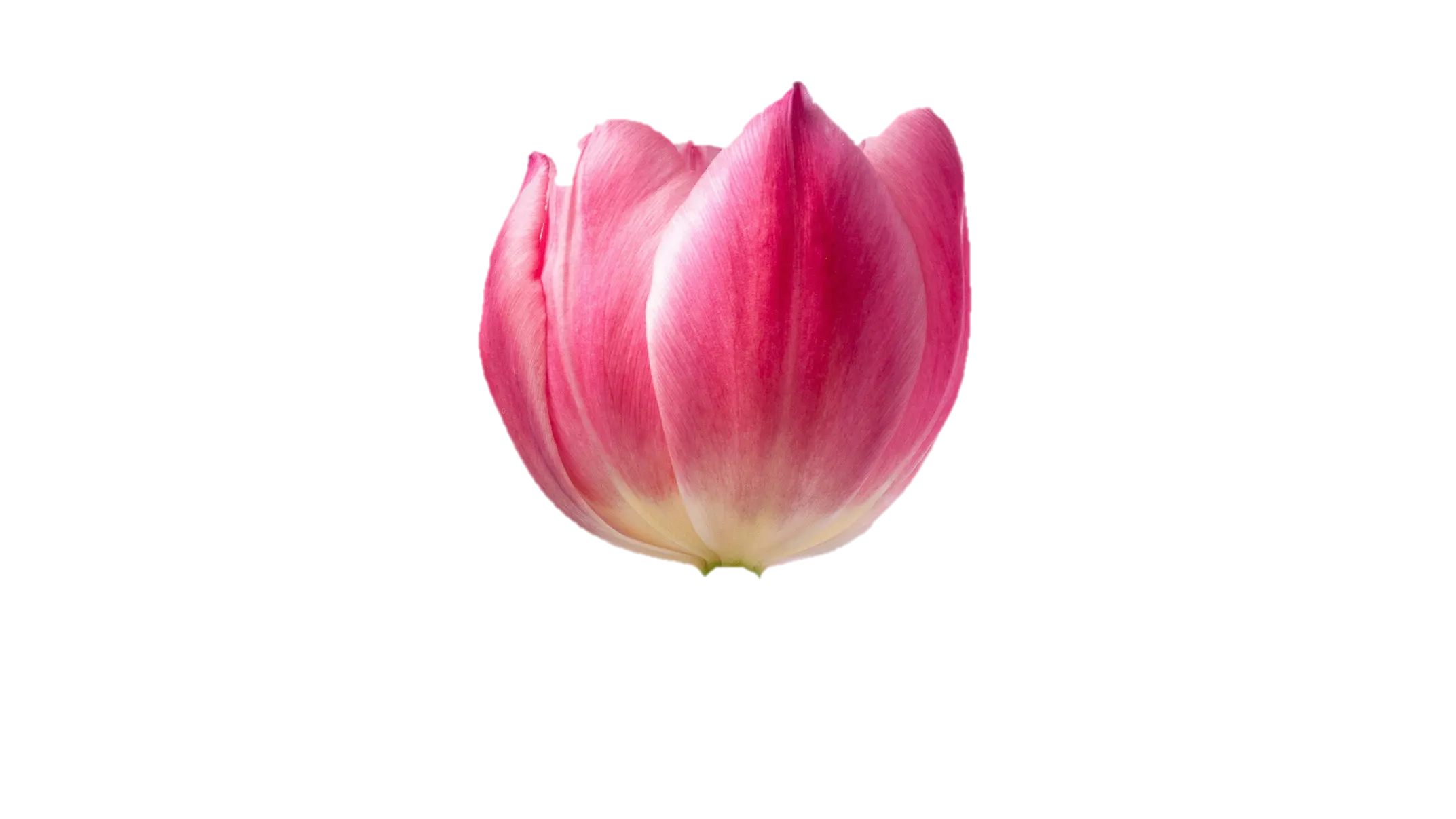 Decoración floral