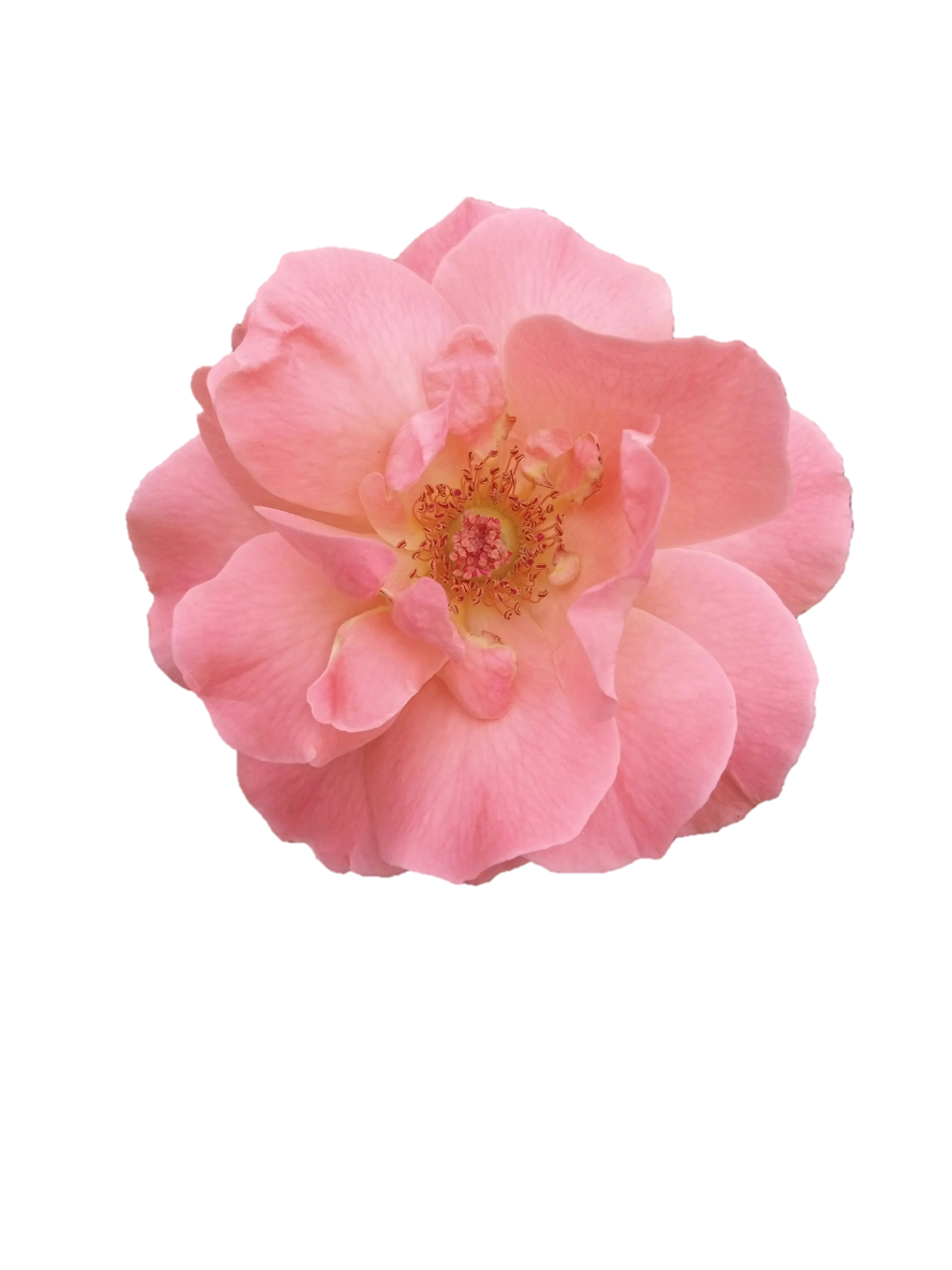 Decoración floral